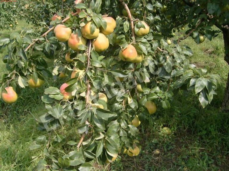 Dallarında meyveler bulunan armut ağacı