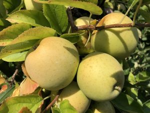 Ağaçta Golden Delicious elmaları