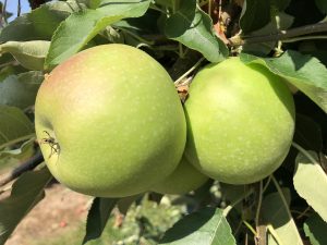 Ağaçta Granny Smith elmaları