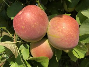 Ağaçta Fuji elmaları