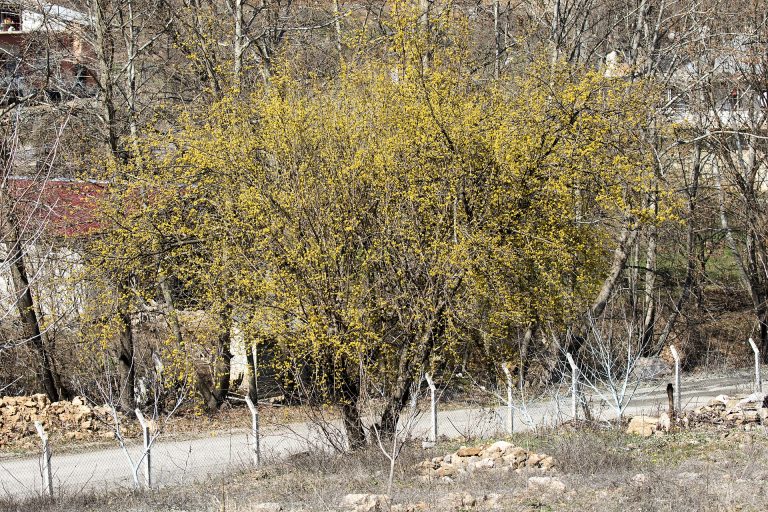 Yapraklanmadan önce baştan sona sarı çiçeğe bürünmüş kızılcık ağacı