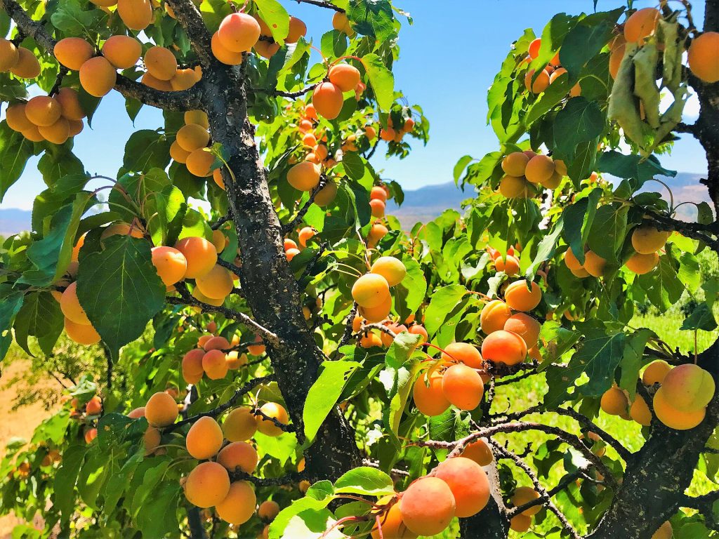 Sivas Suşehri'nde olgun meyveli kayısı ağacı (temsilî görsel)