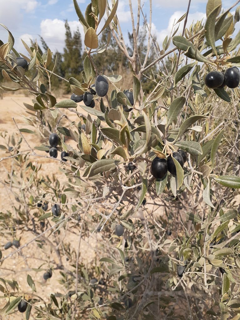 Ağaç üzerinde siyah zeytinler (temsilî görsel)