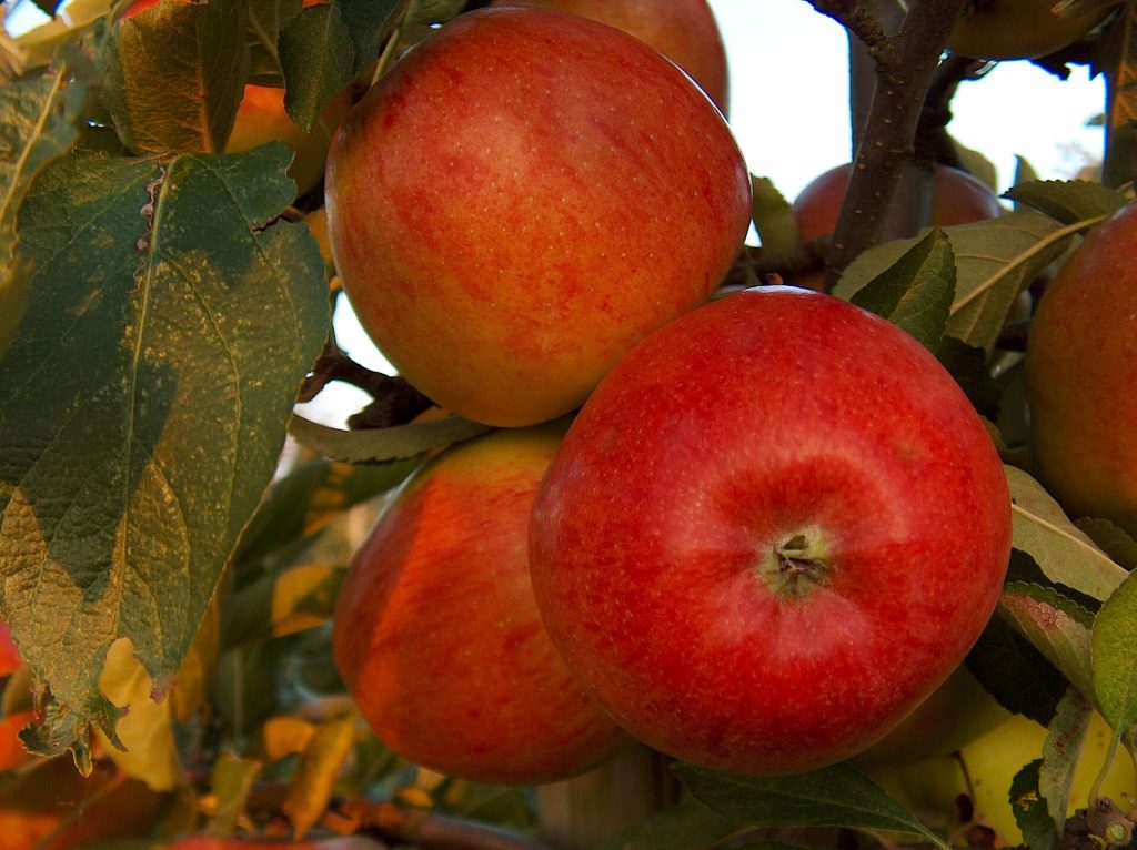 Ağaçta Braeburn elmaları