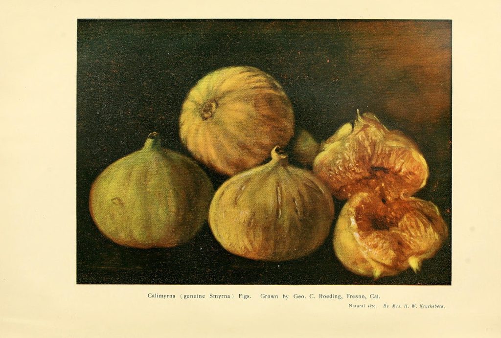 Calimyrna (Sarılop) inciri, tarihî çizim