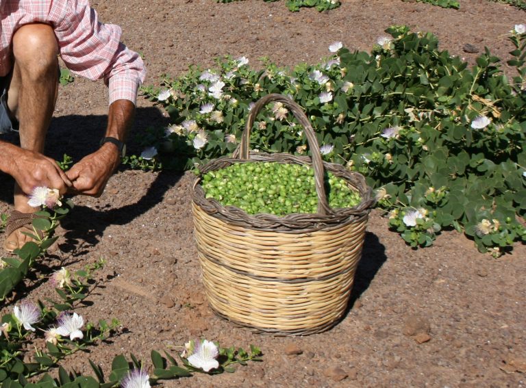 Elle toplanan kapari tomurcukları