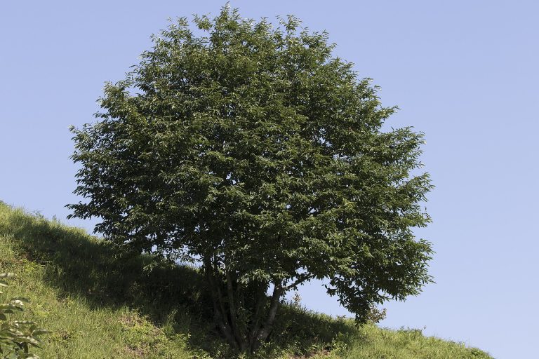 Yamaçta yuvarlak taçlı kestane ağacı