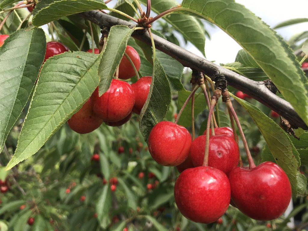 Dalda sarkan iri, kırmızı kirazlar (temsilî görsel)