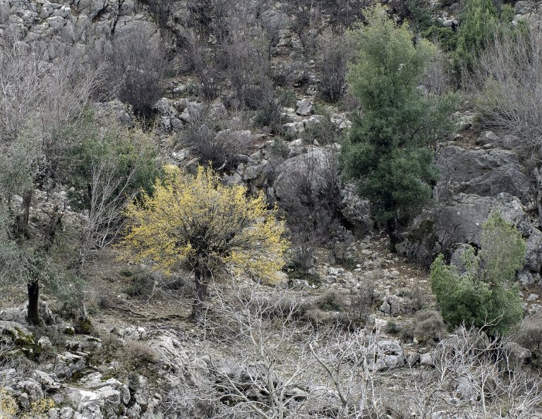 Kayalık yamaçta sarı çiçek açmış kızılcık ağacı