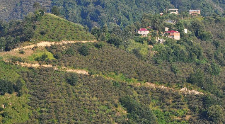Karadeniz'de yamaçta ocak dikimli fındık bahçesi
