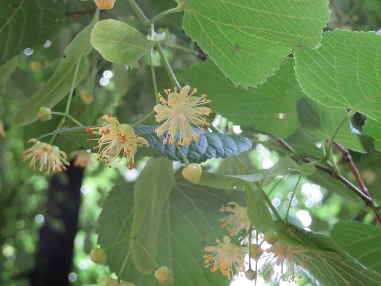 Tam açmış sarımsı beyaz ıhlamur çiçekleri ve tomurcuklar