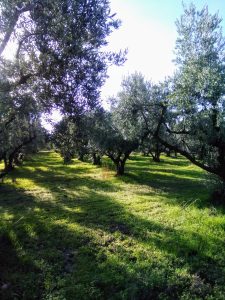 Sıra düzeninde zeytin ağaçları (temsilî görsel)