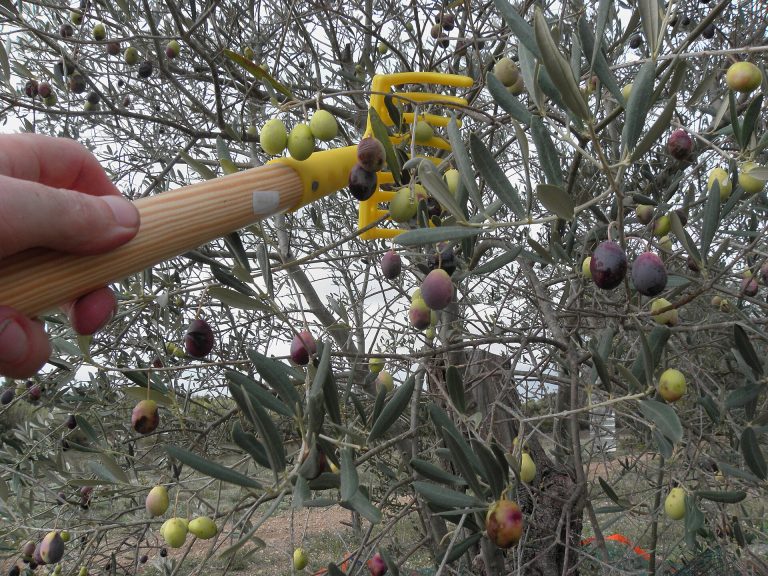 Hasat tarağıyla daldan elle zeytin toplama