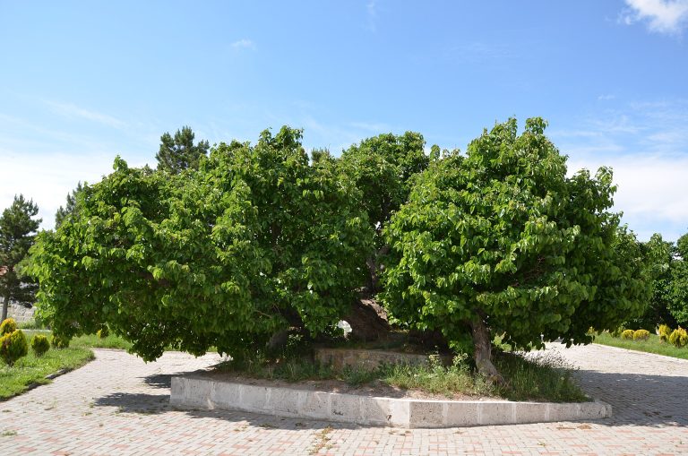Geniş ve toplu taçlı, yaşlı bir kara dut ağacı