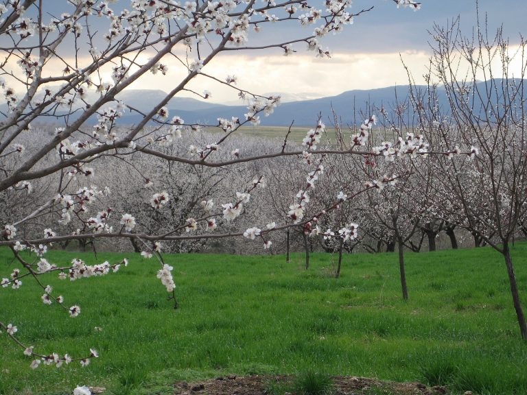 Malatya'da çiçeklenmiş kayısı bahçesi