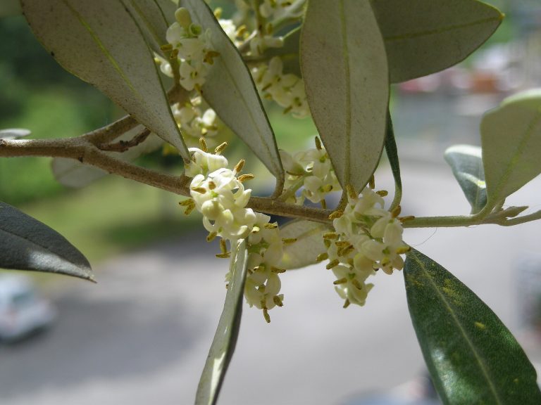 Zeytin dalında çiçek salkımları