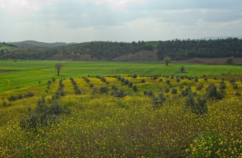 Sıra dikimli genç zeytin bahçesi (temsilî görsel)