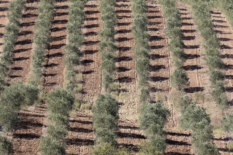 Yamaçta sıra dikimli zeytin bahçesi
