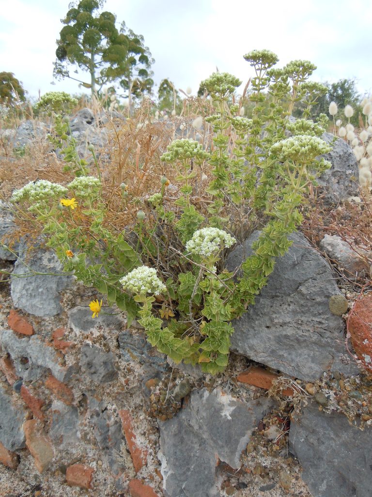 Kayalık ortamda çiçekli İzmir kekiği (Origanum onites) bitkisi