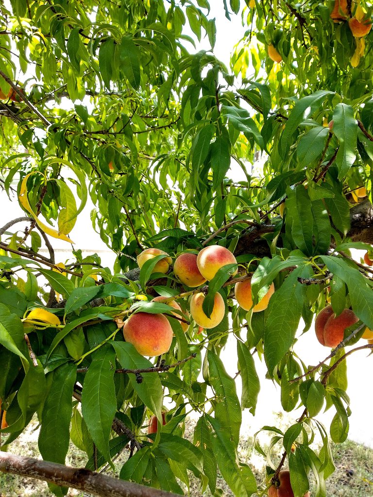 Ağaçta sarı etli şeftaliler (temsilî görsel)
