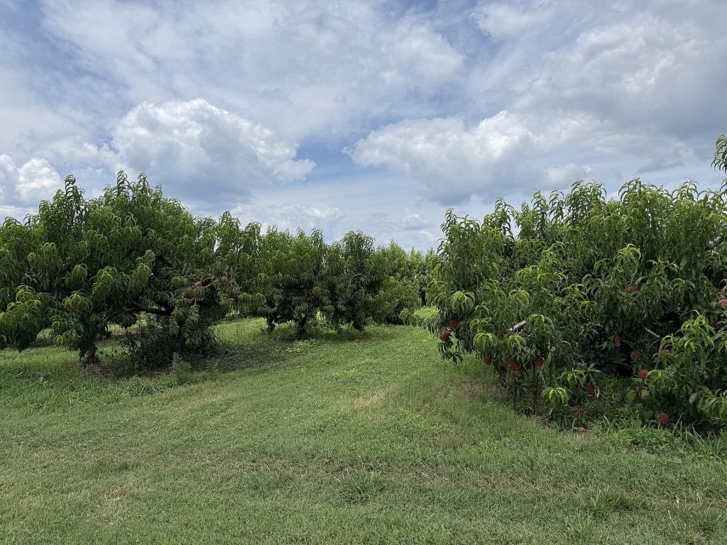 Şeftali bahçesi (temsilî görsel)