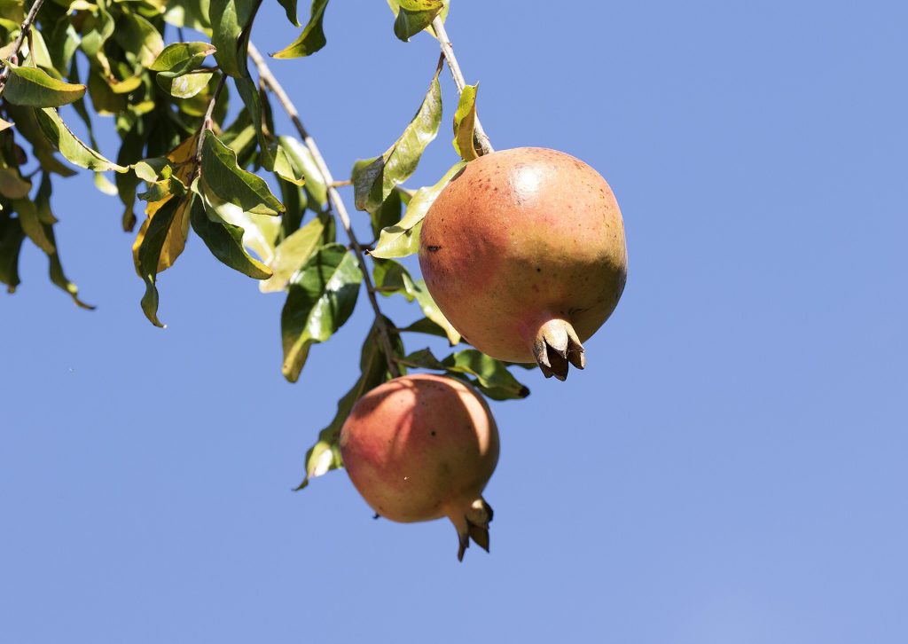 Dalda kırmızı narlar (temsilî görsel)