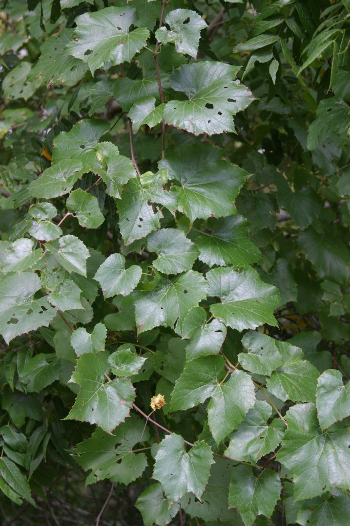 Vitis berlandieri yaprakları (temsilî görsel)