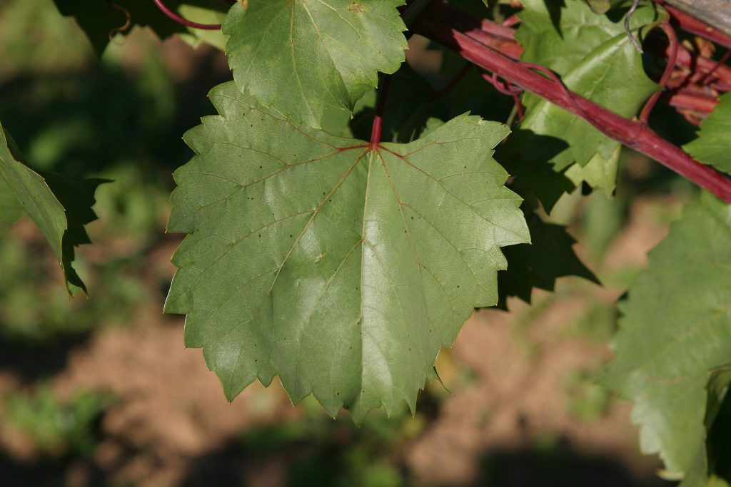 Vitis rupestris yaprağı (temsilî görsel)