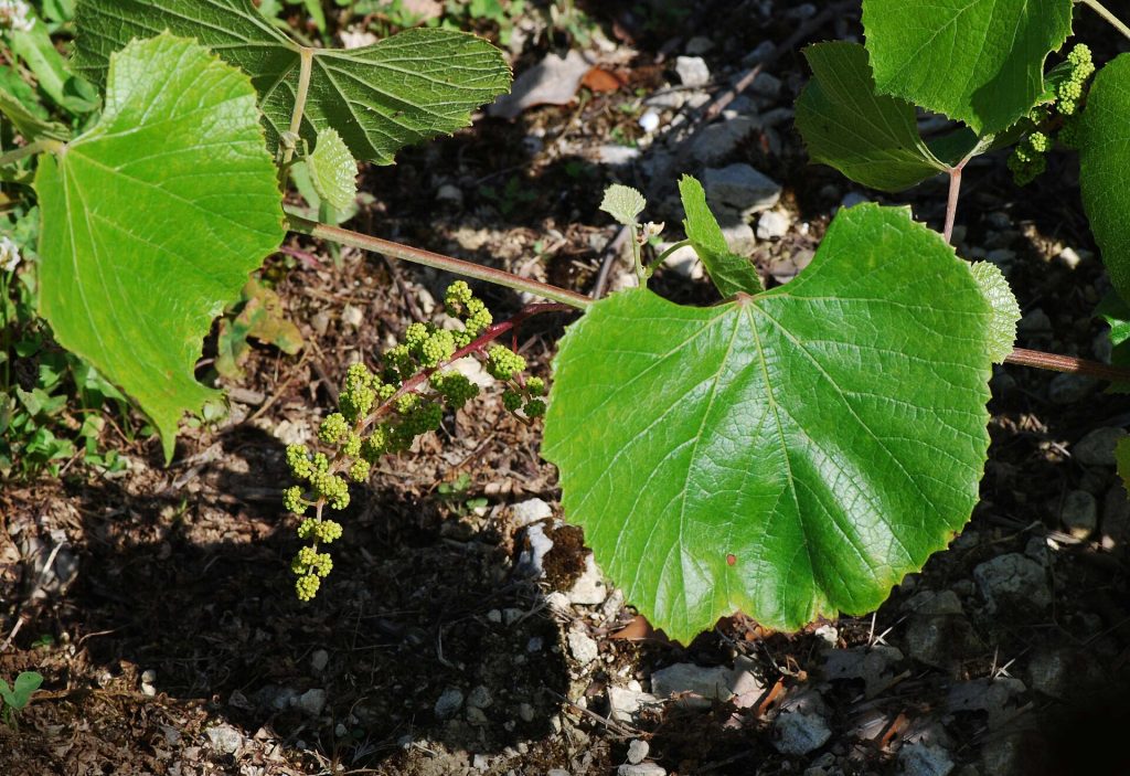 Vitis berlandieri sürgünü ve çiçek salkımı (temsilî görsel)