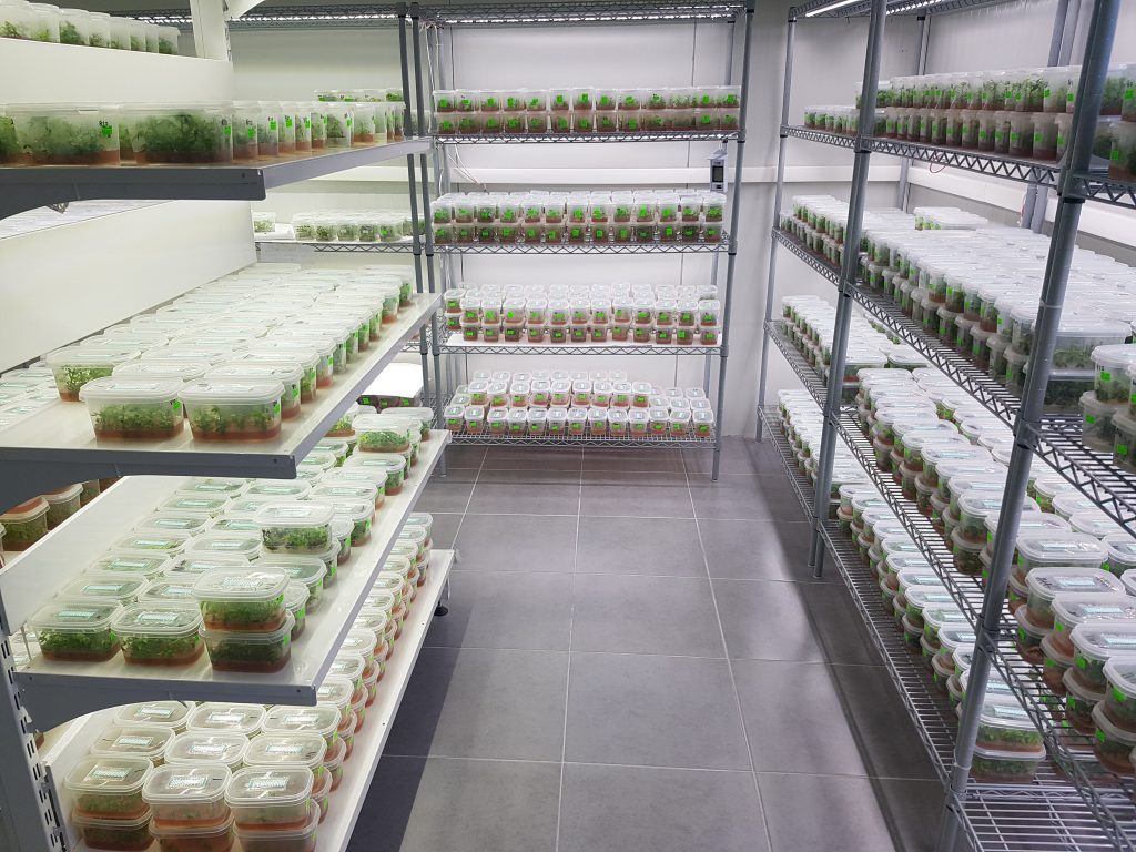 Ekiz in Vitro büyütme odası