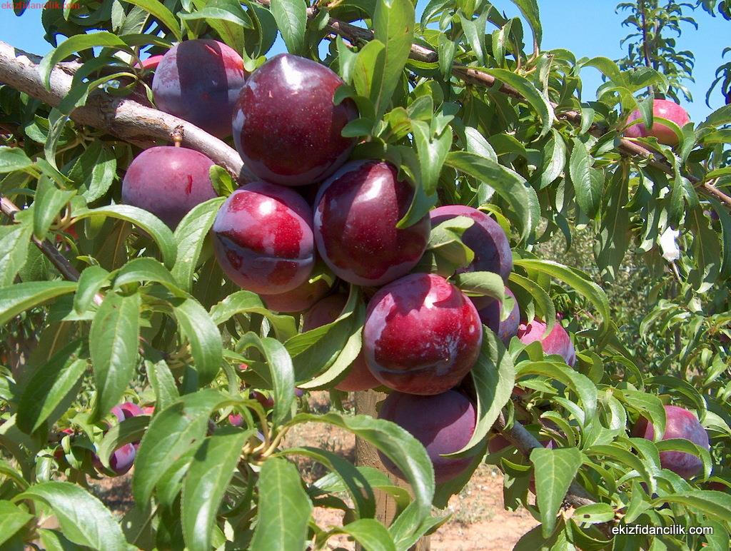 Ağaçta koyu kırmızı erikler (temsilî görsel)