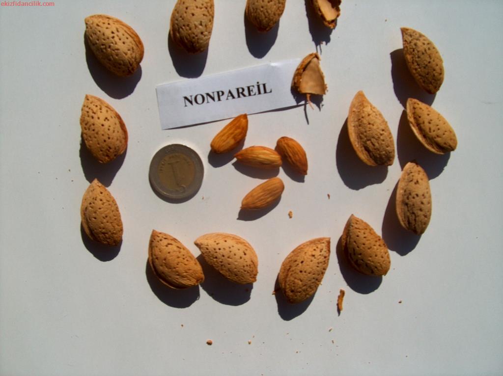 Nonpareil bademleri