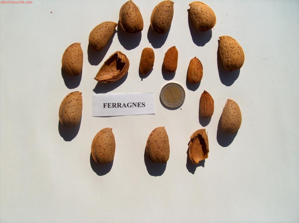 Ferragnes bademleri