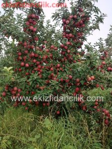 MM106 anacı üzerinde Red Chief elma ağacı