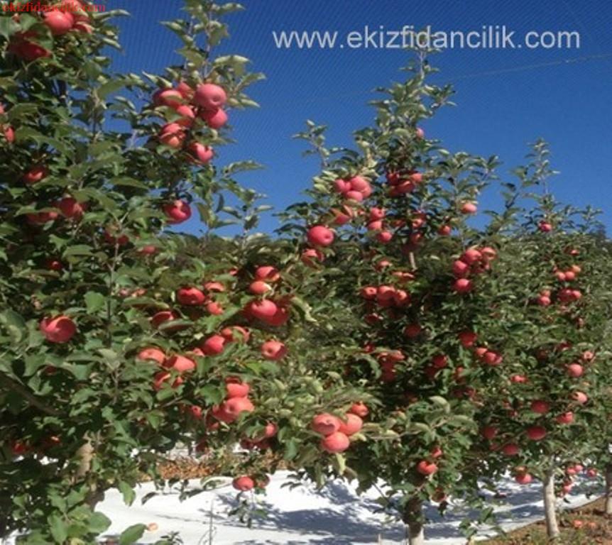 Cripps Pink elma bahçesi