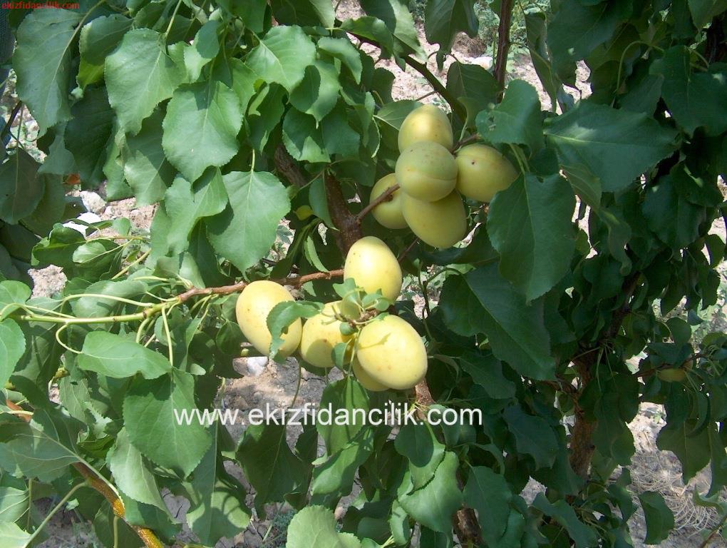 Ağaçta açık sarı kayısılar (temsilî görsel)