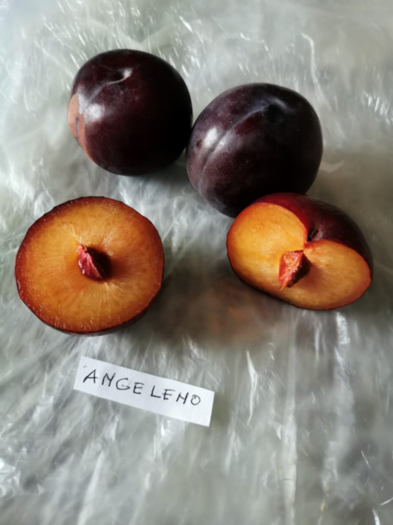 Bütün ve ikiye kesilmiş Angeleno erikleri