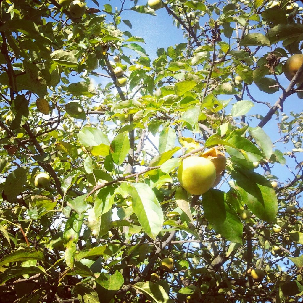 Golden Delicious ağacı (temsilî görsel)