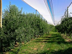 Dolu ağı altında Red Delicious bahçesi (temsilî görsel)