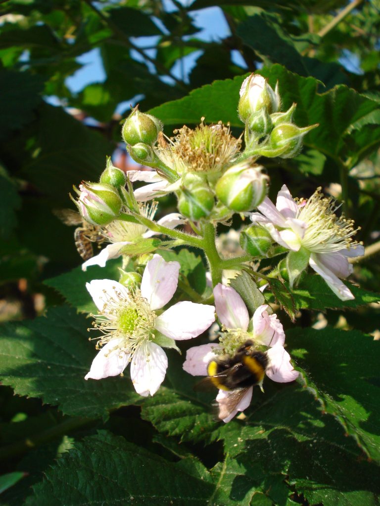 Böğürtlen çiçekleri ve çiçek üzerinde bombus arısı