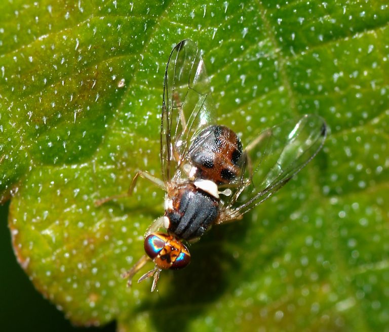 Yaprak üzerinde ergin zeytin sineği