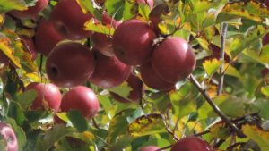 Ağaçta Cripps Pink elmaları